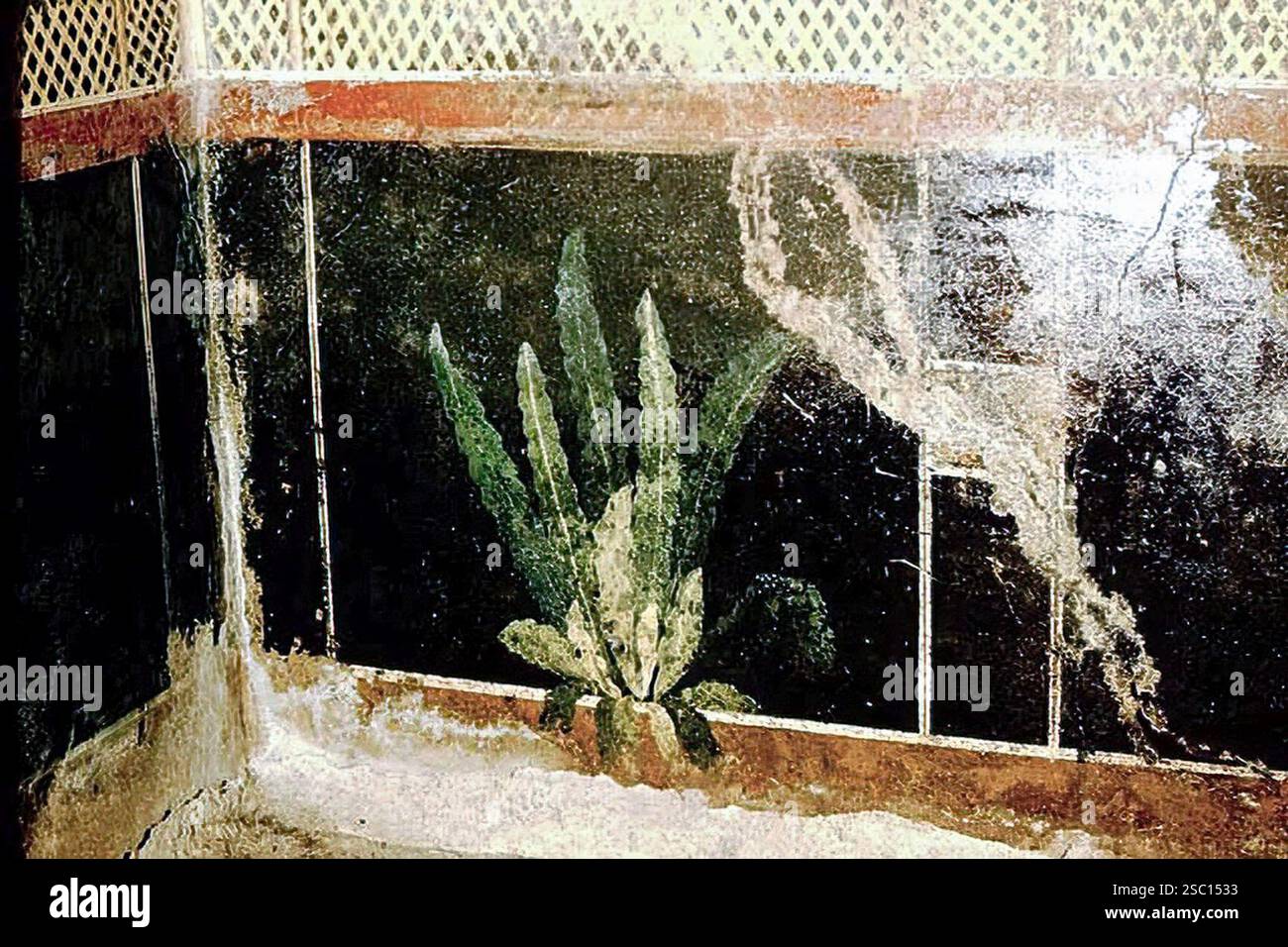 Maison du verger I 9,5 Pompéi 1957 salle 8, (plan Maiuri) plante peinte à l'extrémité nord du mur est du socle (socle inférieur) du cubiculum Banque D'Images