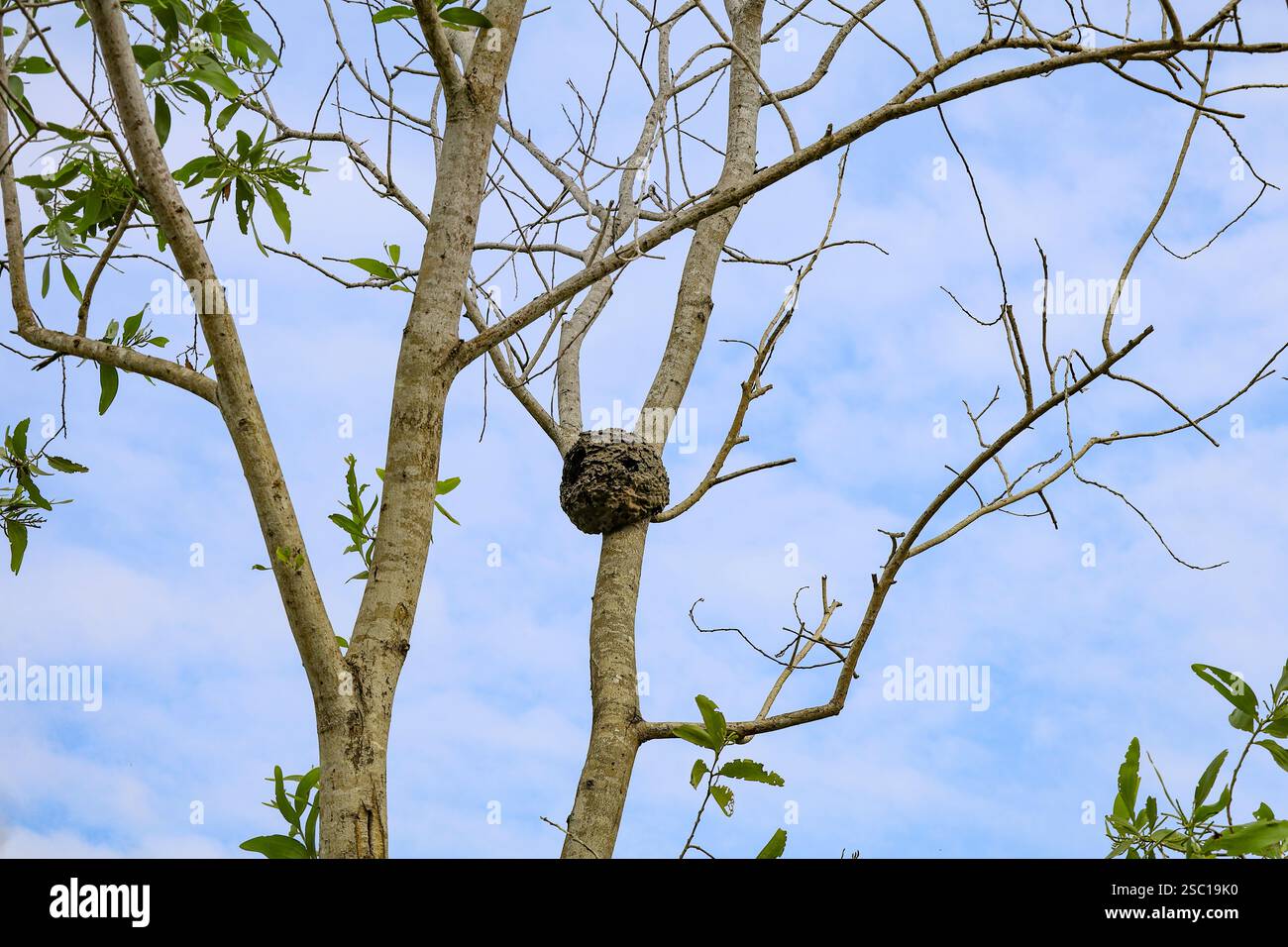 Nid en carton arboricole d'une colonie fourmis Crematogaster castanea Banque D'Images