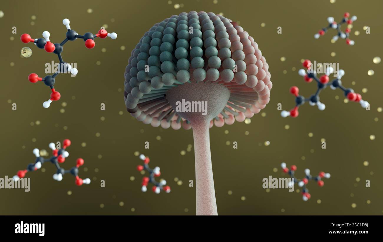 Un rendu 3d d'Aspergillus Niger et une molécule dispersée d'acides citriques, ces moisissures sont utilisées industriellement pour produire de l'acide citrique. Banque D'Images