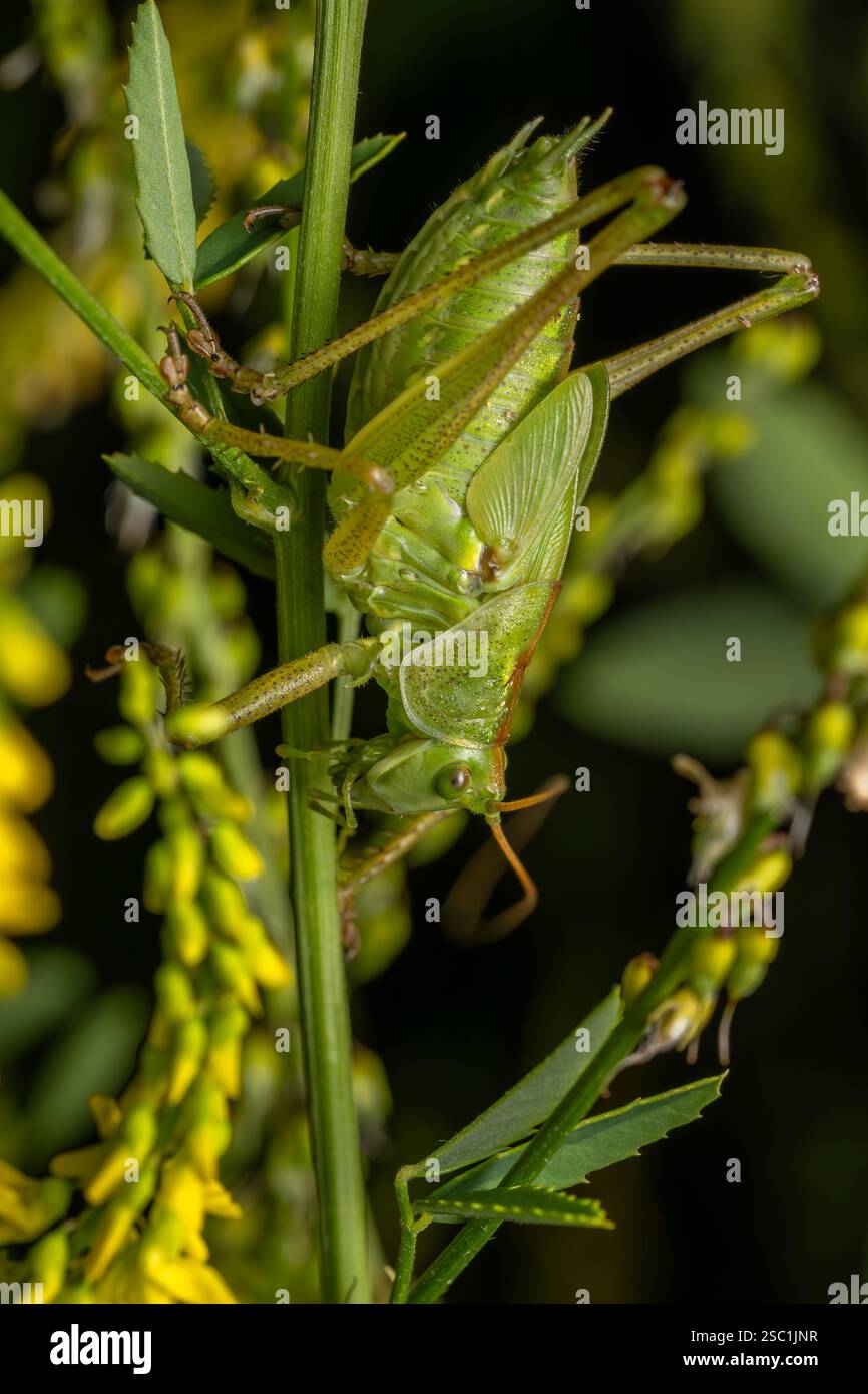 Grand vert Bush-cricket - Tettigonia viridissima, grande sauterelle verte des prairies et buissons européens, Zlin, République tchèque. Banque D'Images