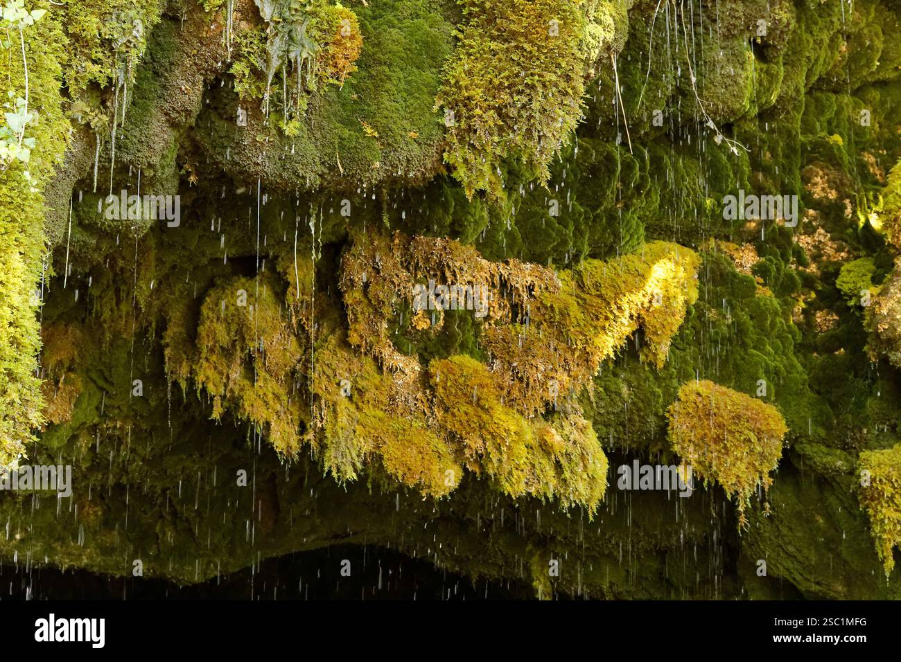 Une petite cascade de gouttes d'eau tombant de mousse sur un rocher de tufa près de Bollendorf, en Allemagne, ferme la frontière luxembourgeoise Banque D'Images