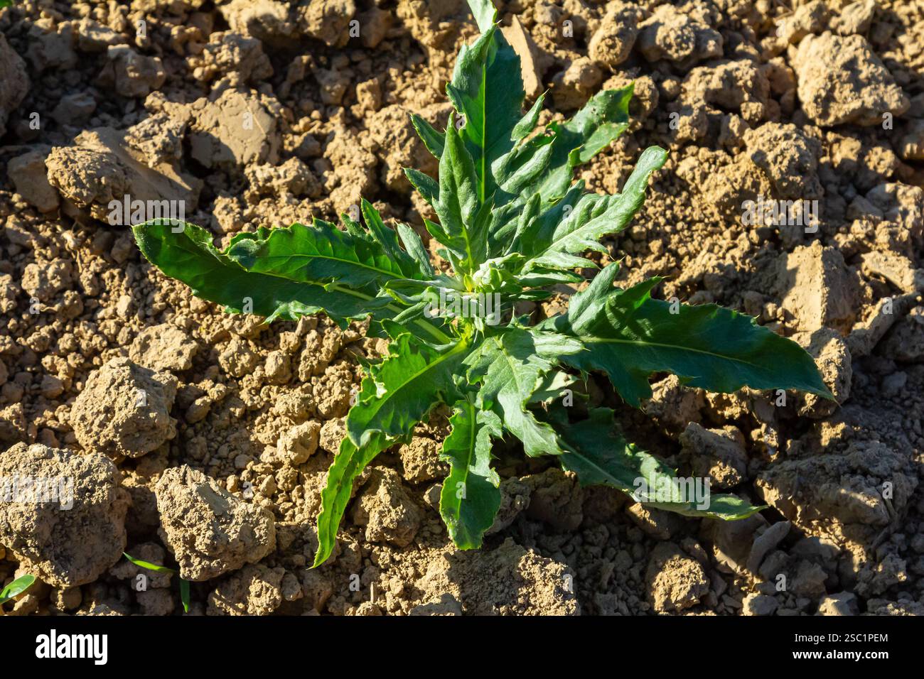 Gros plan des feuilles vertes de Sonchus hierrensis. Sonchus hierrensis ou Cerrajon plante des feuilles vertes. Semer les chardons moins souvent chardons lièvre ou Banque D'Images