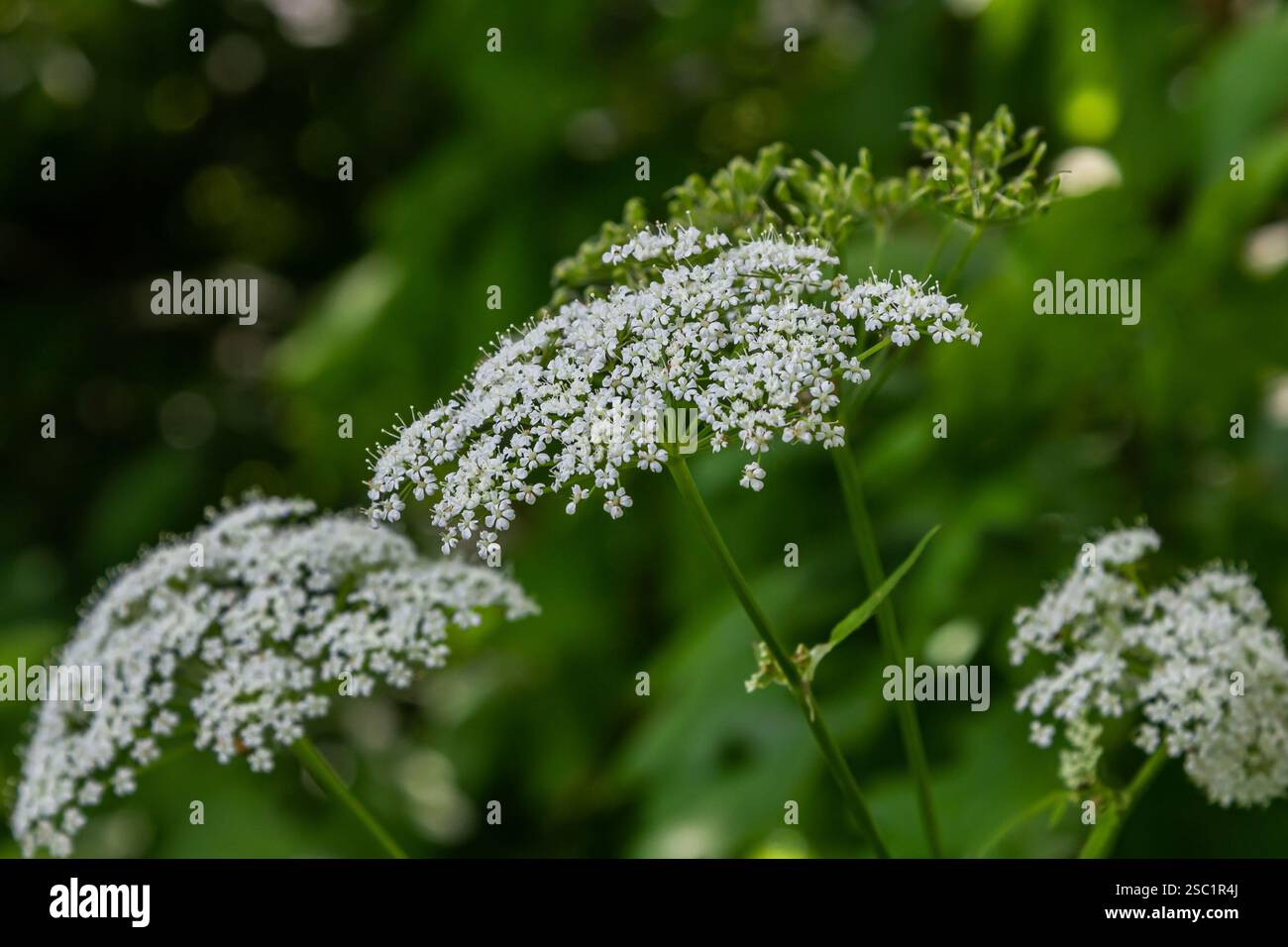 Inflorescence blanche et feuilles vertes de la plante Aethusa cynapium. Banque D'Images