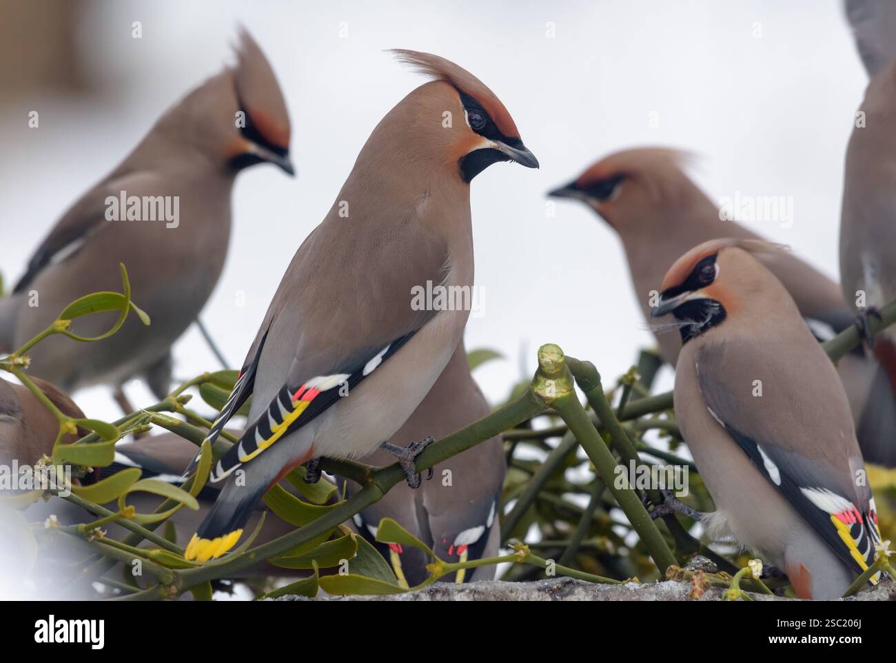 Groupe de waxwings de Bohême (Bombycilla garrulus) se nourrissant d'un gui avec des baies Banque D'Images