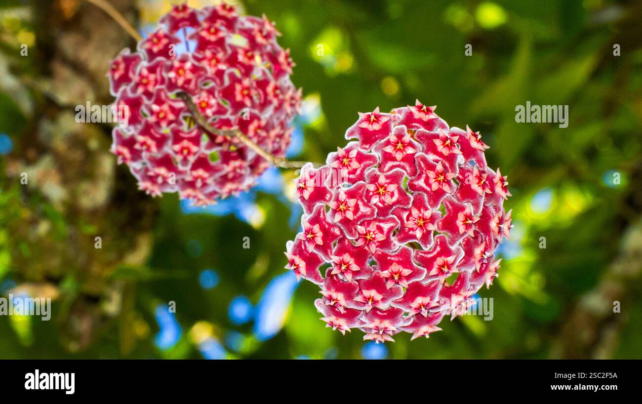 Fleur tropicale, forêt tropicale humide, Boca Tapada, Province d'Alajuela, Costa Rica, Amérique Banque D'Images