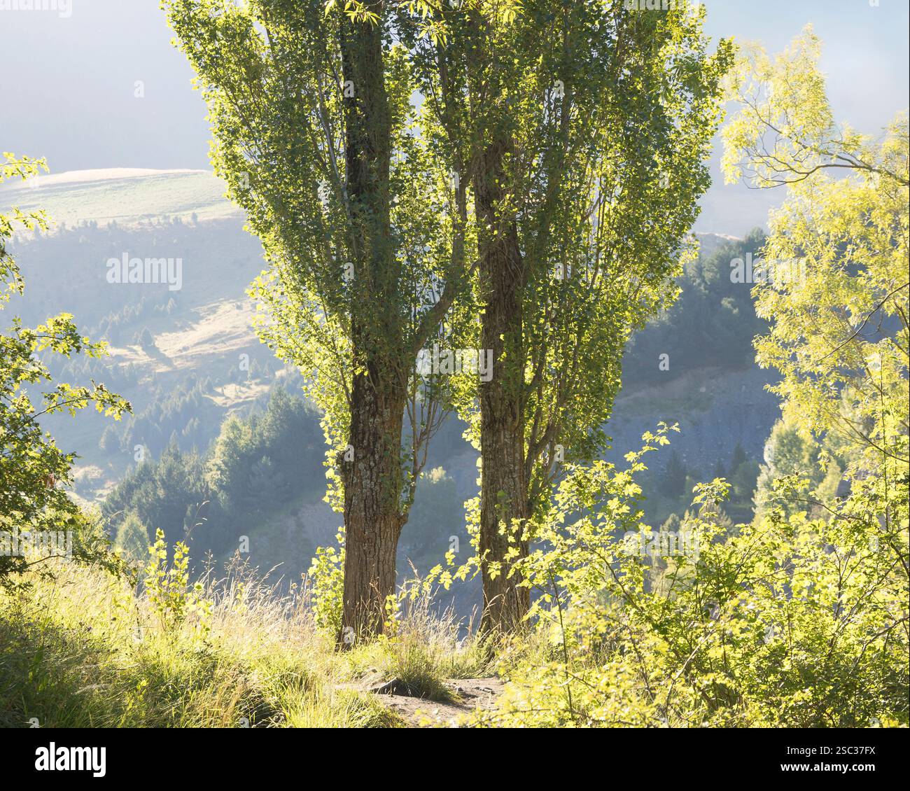 De grands arbres se dressent gracieusement tandis que la lumière du soleil illumine la végétation luxuriante dans ce cadre de montagne tranquille. Banque D'Images