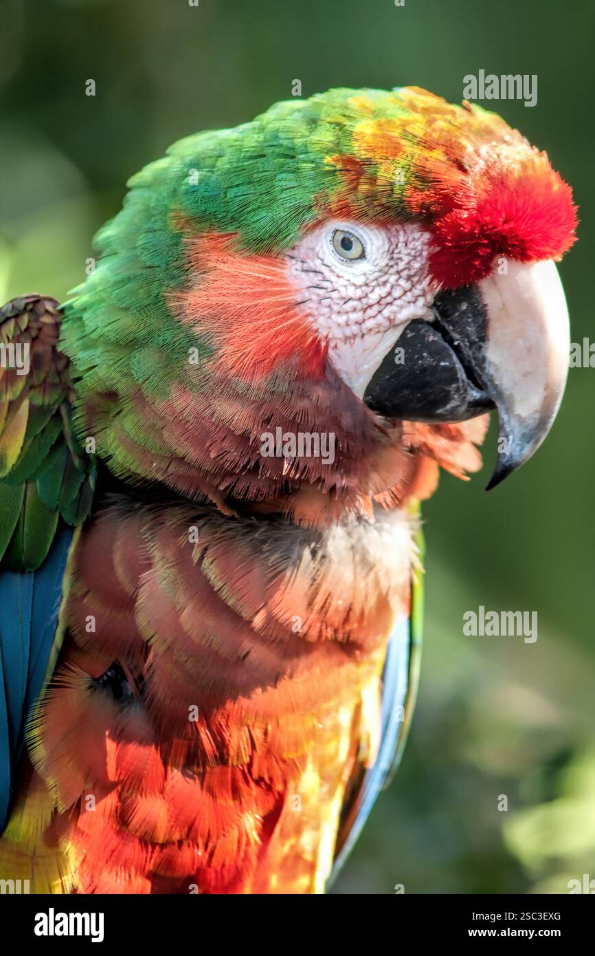Un perroquet coloré avec un bec rouge et des plumes vertes et rouges. L'oiseau est debout sur une branche Banque D'Images
