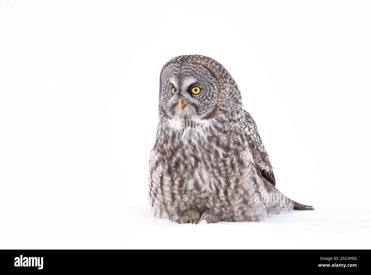 Grand hibou gris avec contact visuel direct assis dans un champ enneigé ouvert en hiver au Canada Banque D'Images