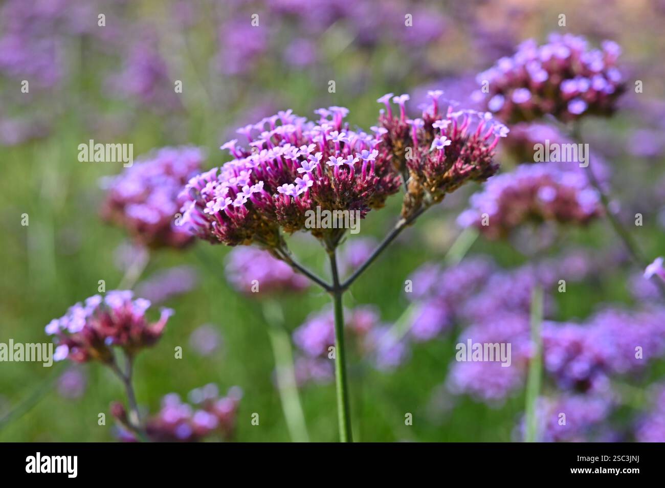 Fleurs d'automne violettes de Verbena bonariensis, ou plante de verveine pourpre pour les pollinisateurs suk jardin septembre Banque D'Images