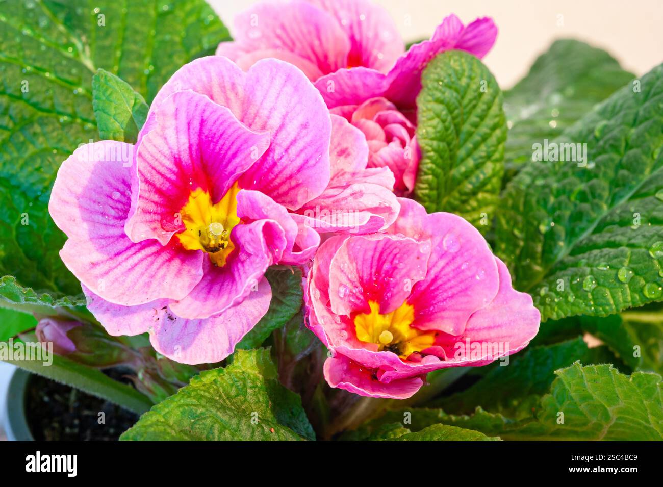 Gros plan de belles fleurs de Primrose rose rose (Primula vulgaris) Banque D'Images