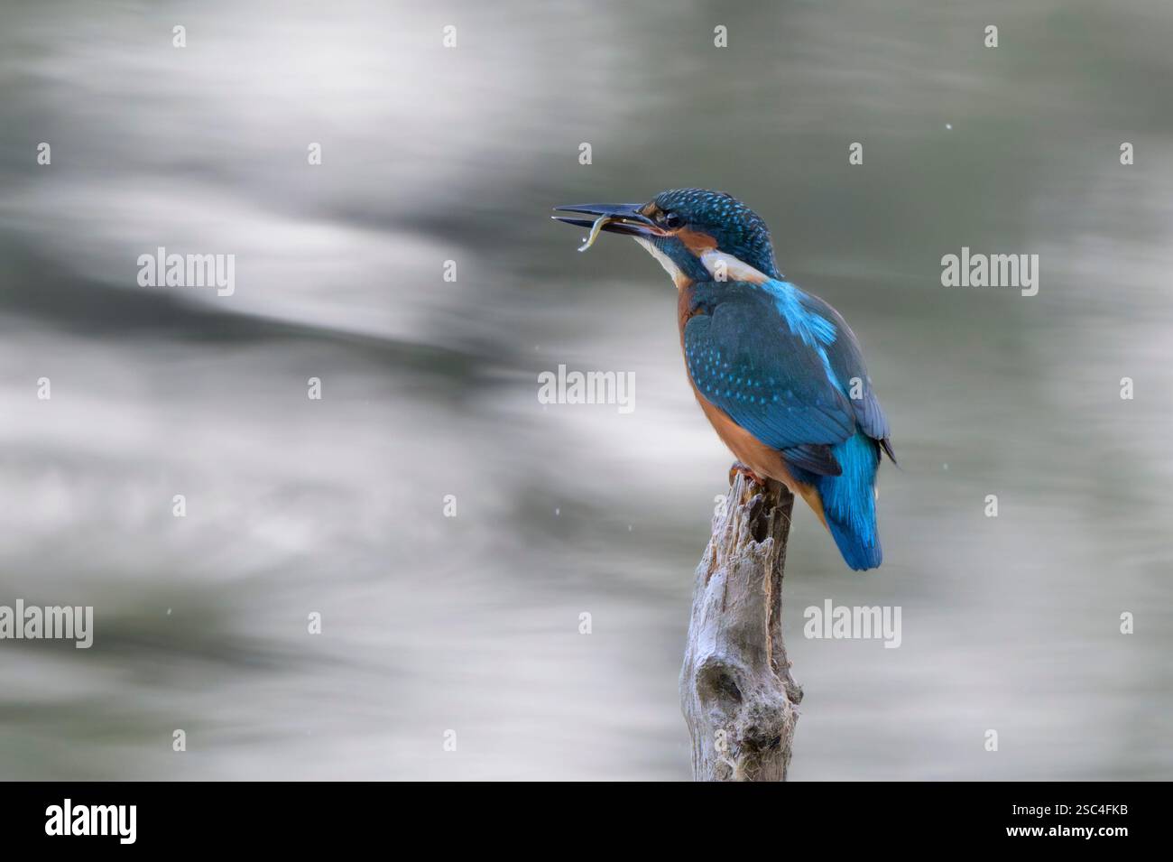 Un mâle martin pêcheur commun (Alcedo atthis) perché au sommet d'une branche au-dessus d'un étang tient un petit poisson argenté dans son bec. Banque D'Images