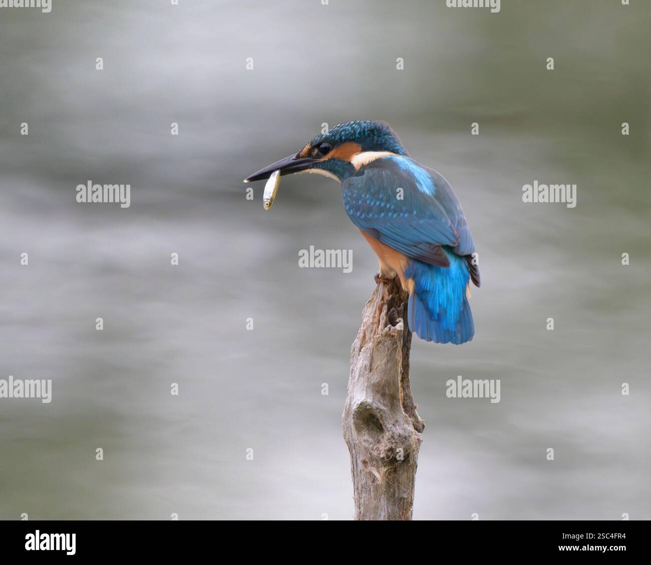 Un mâle martin pêcheur commun (Alcedo atthis) perché au sommet d'une branche au-dessus d'un étang tient un petit poisson argenté dans son bec. Banque D'Images