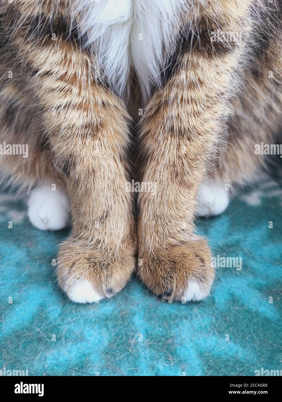 Photo verticale pour le plan de gros plan de pattes de chat gris tabby gracieusement assis sur la couverture Banque D'Images