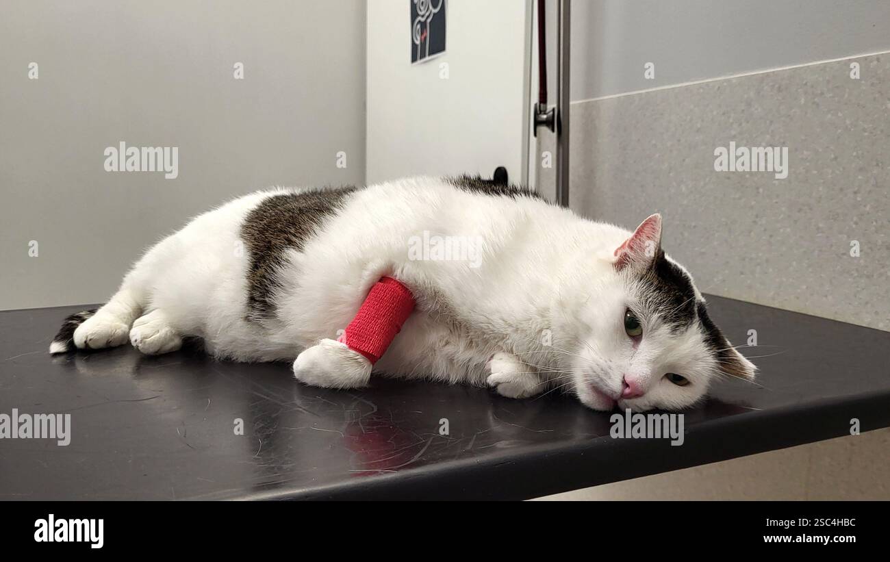 Chat blanc fatigué et épuisé avec une patte bandée et des yeux tristes se trouve impuissant sur une table de procédure dans une clinique vétérinaire après avoir pris du sang pour ana Banque D'Images