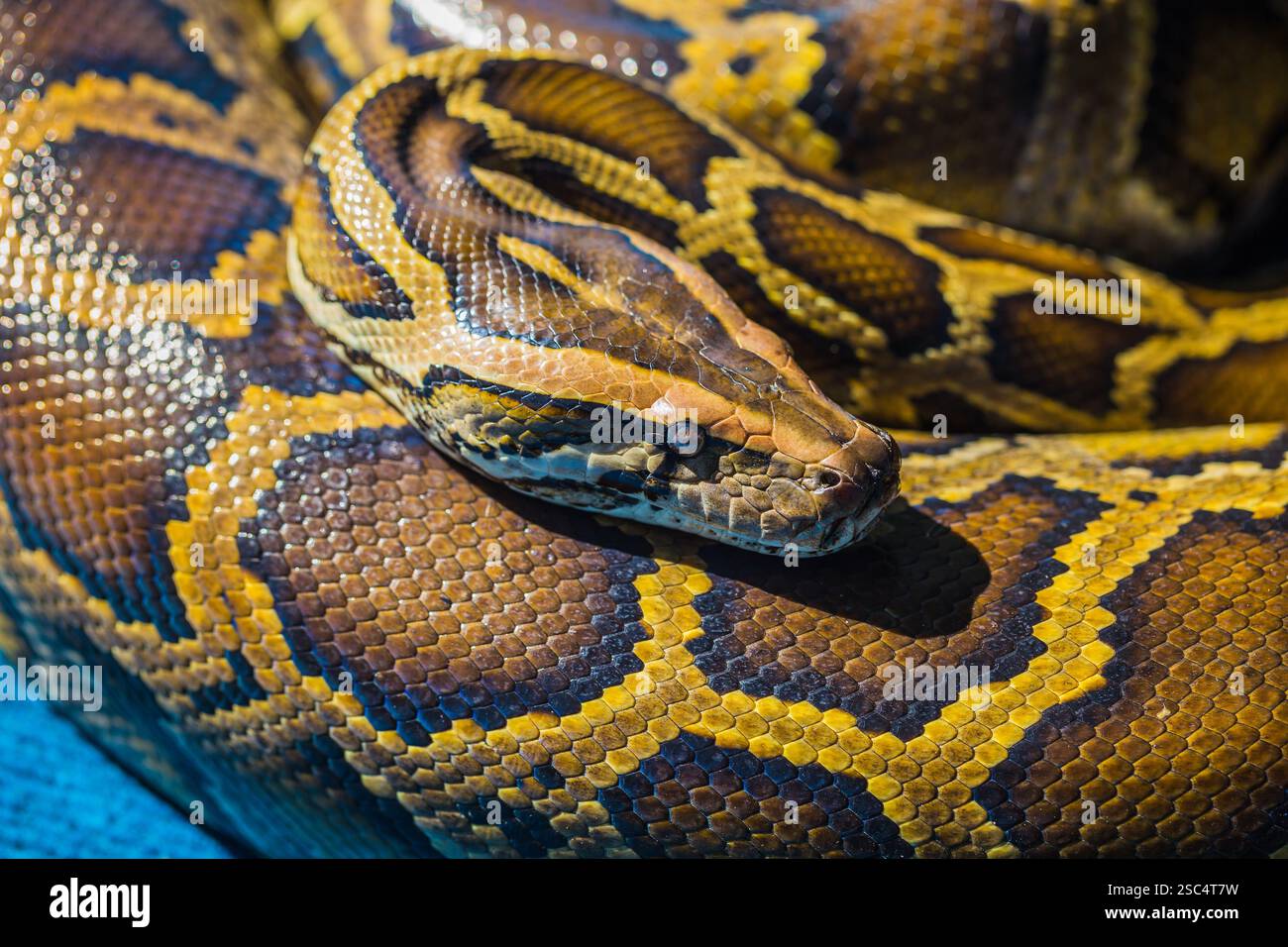 Python royal ou Python, Ball (Python regius) Banque D'Images