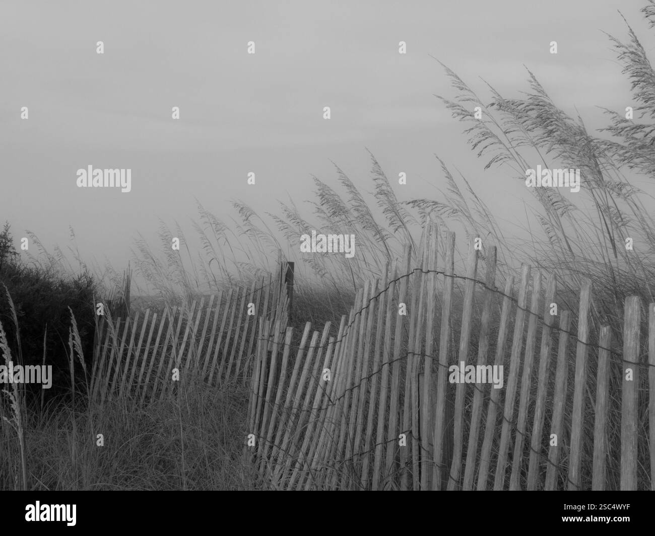 Clôture en bois altérée serpentant à travers des dunes de sable avec des flocons d'avoine de mer se balançant sur un paysage côtier brumeux en noir et blanc. Banque D'Images