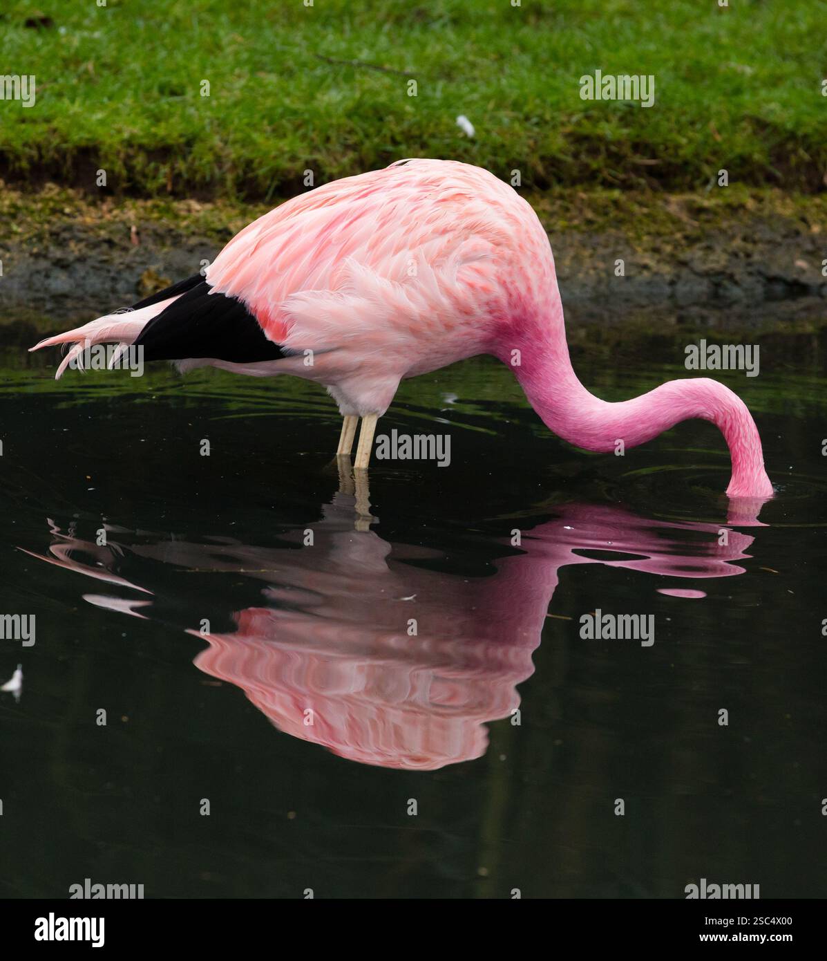 Flamants roses au sanctuaire d'oiseaux de la zone humide Slimbridge, Gloucestershire Banque D'Images
