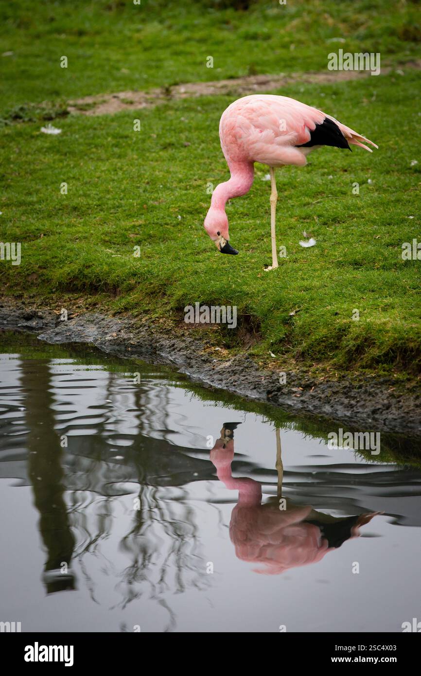 Flamants roses au sanctuaire d'oiseaux de la zone humide Slimbridge, Gloucestershire Banque D'Images