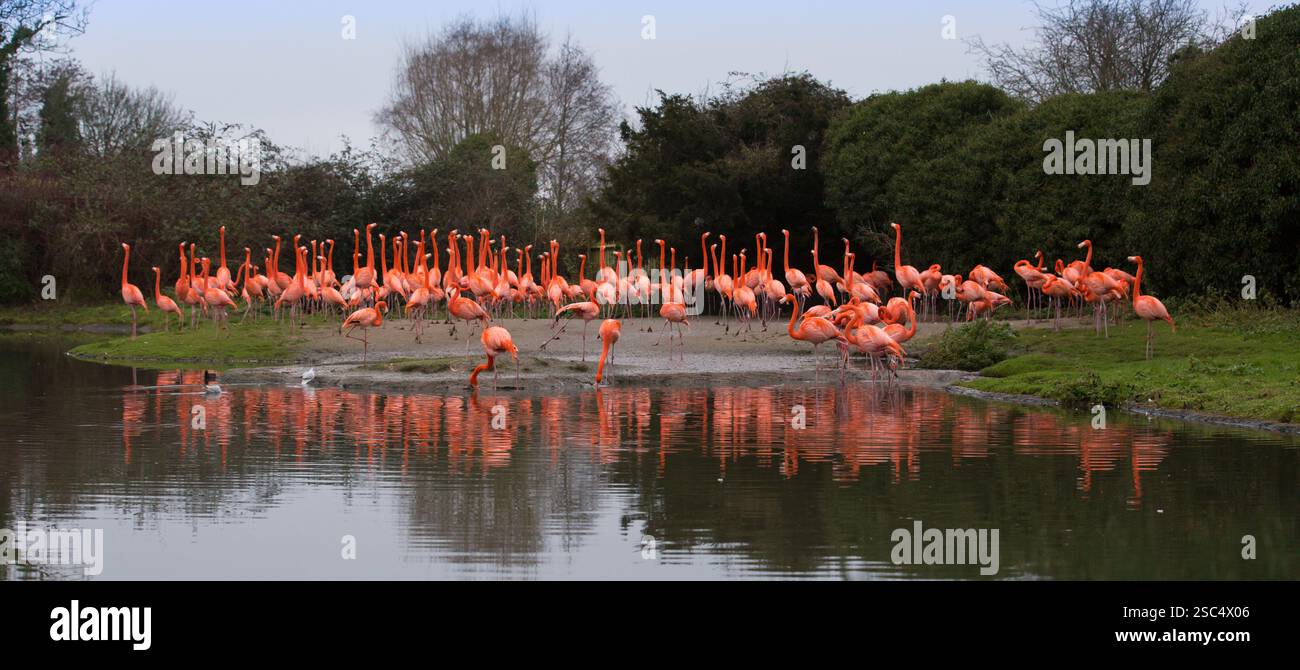 Flamants roses au sanctuaire d'oiseaux de la zone humide Slimbridge, Gloucestershire Banque D'Images