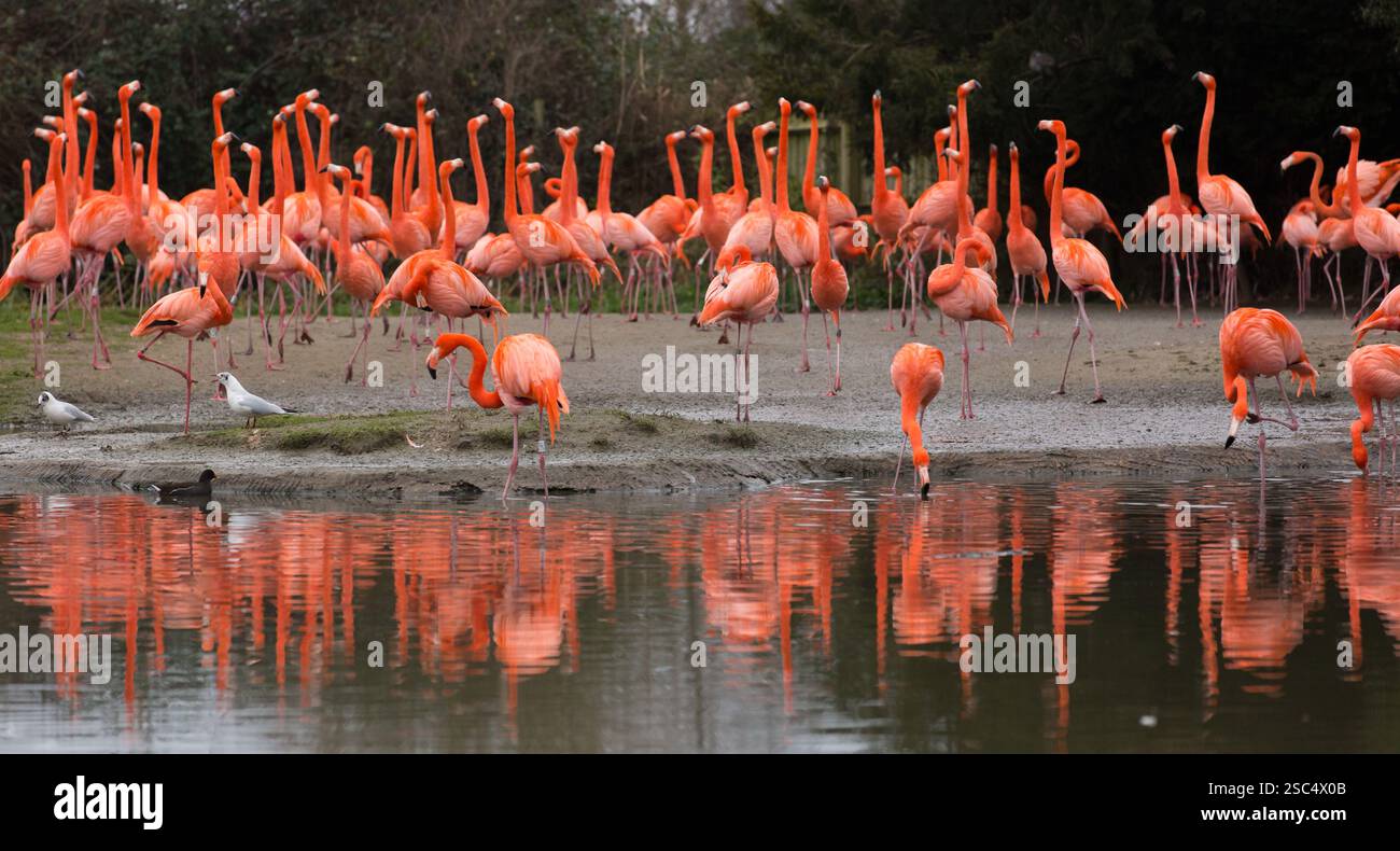 Flamants roses au sanctuaire d'oiseaux de la zone humide Slimbridge, Gloucestershire Banque D'Images