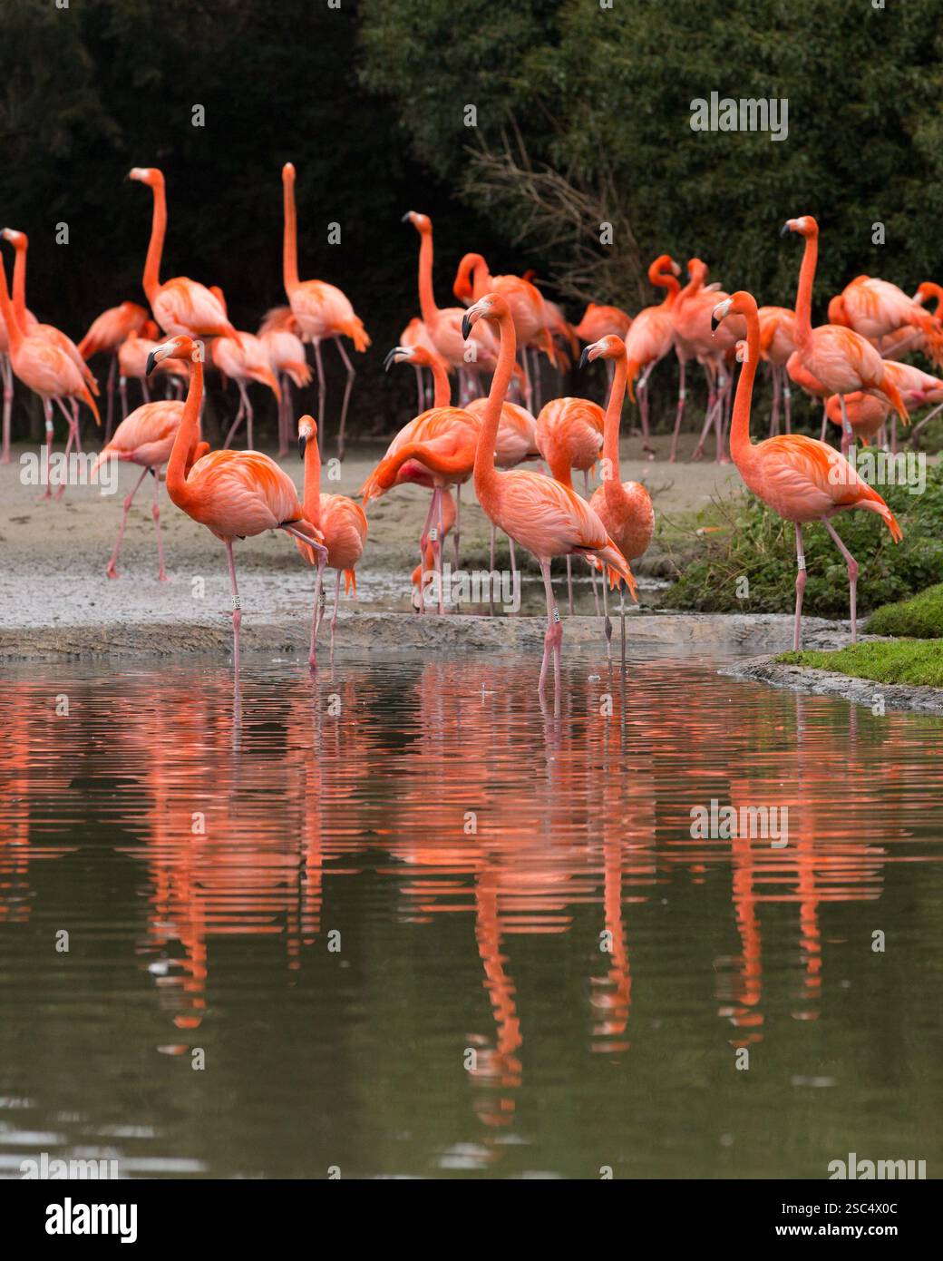 Flamants roses au sanctuaire d'oiseaux de la zone humide Slimbridge, Gloucestershire Banque D'Images
