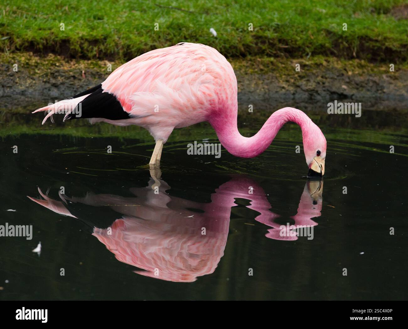 Flamants roses au sanctuaire d'oiseaux de la zone humide Slimbridge, Gloucestershire Banque D'Images