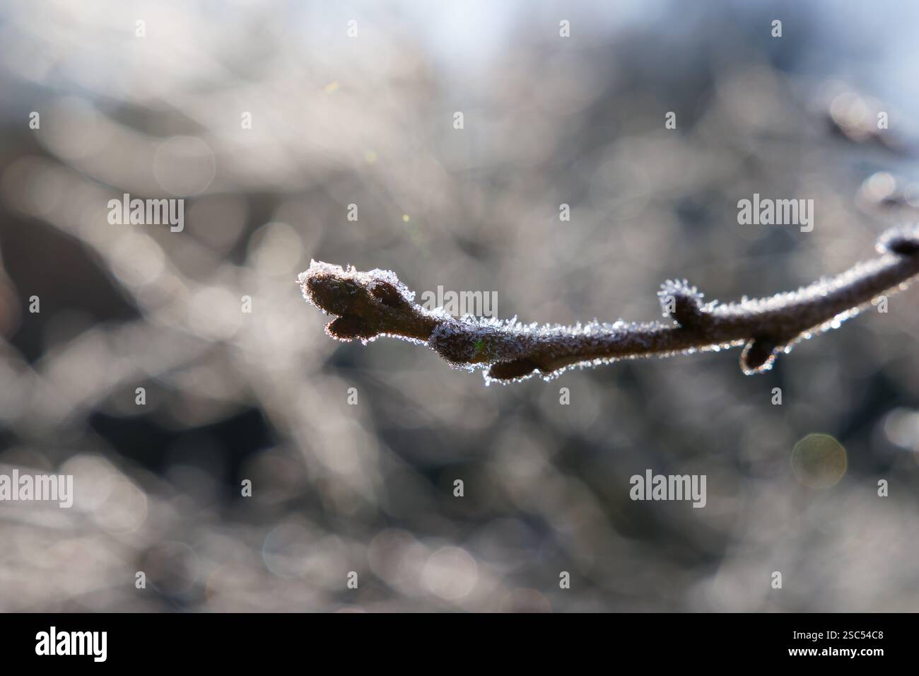 Bourgeon d'arbre givré sur une branche couverte de cristaux de glace. Prise de vue tôt le matin. Banque D'Images