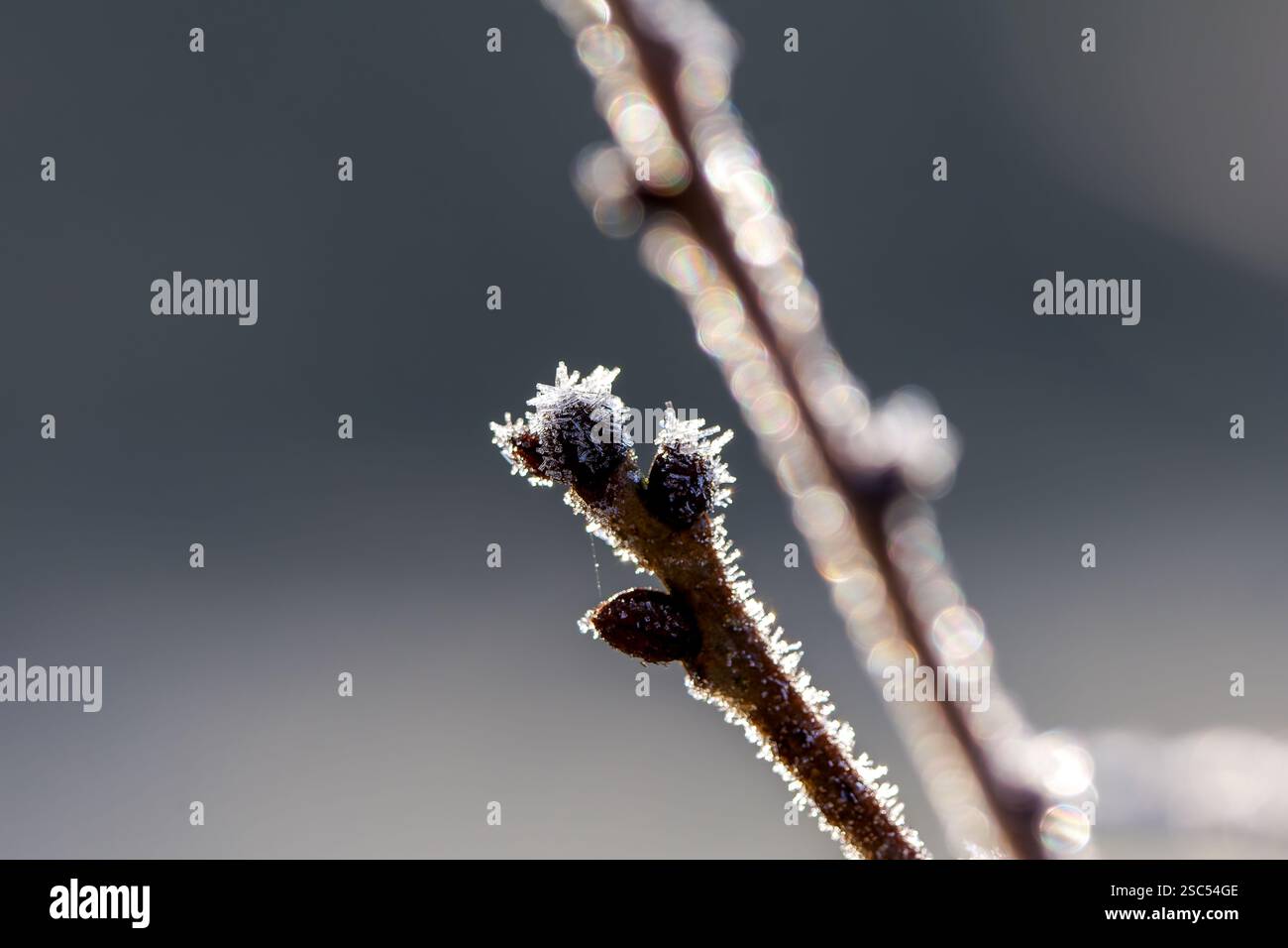 Bourgeon d'arbre givré sur une branche couverte de cristaux de glace Banque D'Images