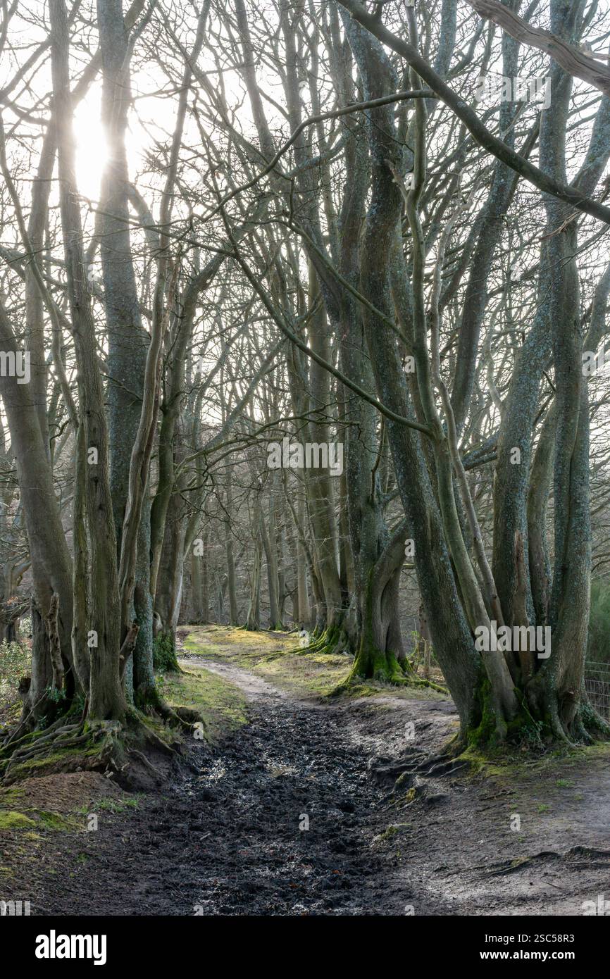 Sentier pédestre à travers les bois sur Hascombe Hill lors d'une promenade hivernale, Surrey Hills AONB, Angleterre, Royaume-Uni, sur le chemin de randonnée longue distance Greensand Way Banque D'Images