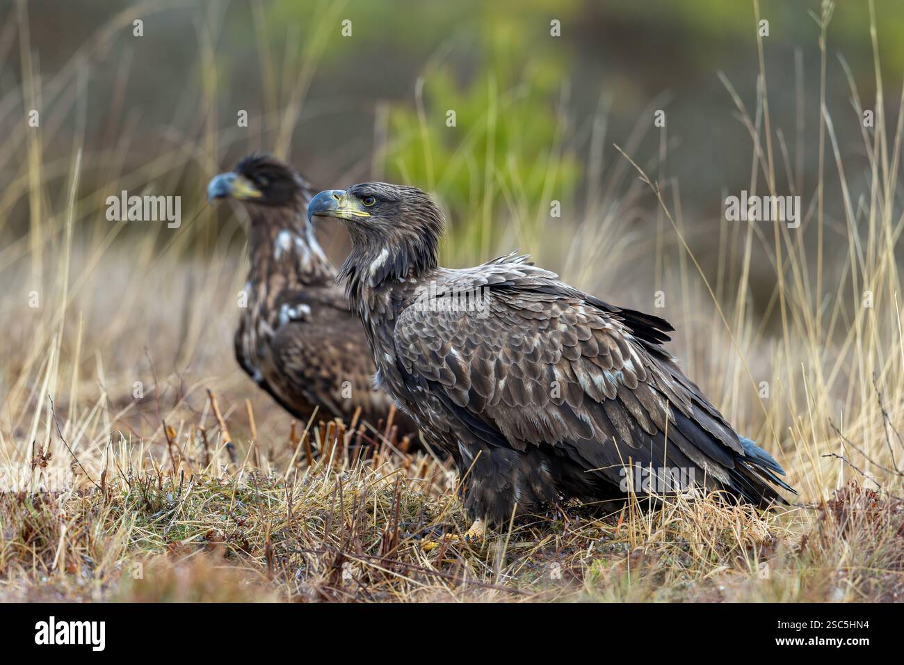 Aigle à queue blanche, Haliaeetus albicilla, aigles juvéniles en hiver, Smaland, Suède Banque D'Images