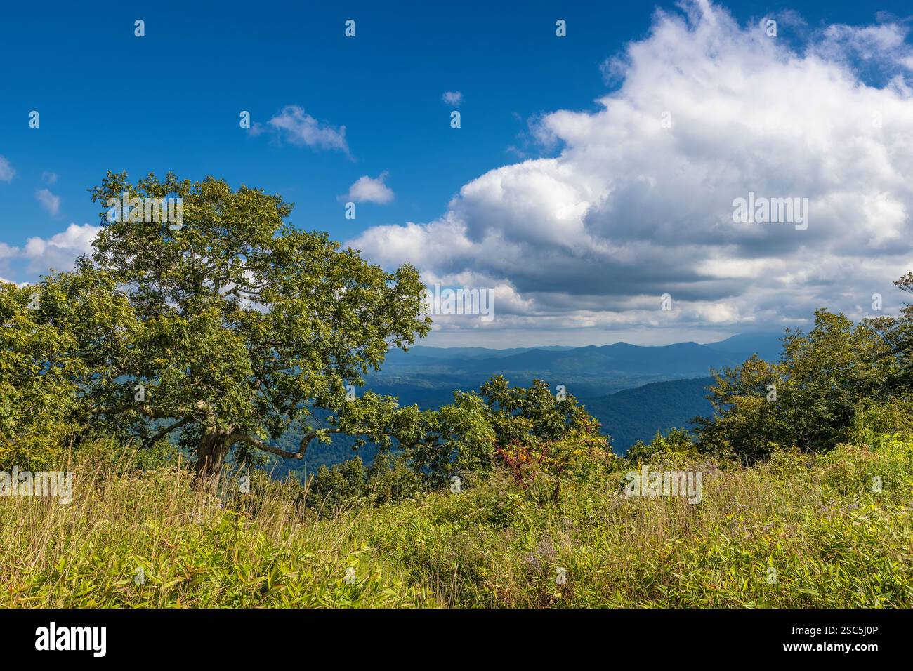 Vue depuis le sommet de la montagne Unaka connu sous le nom de Beauty Spot et où le sentier Appalichain voyage à travers et de nombreux randonneurs s'arrêtent et campent à ce si Banque D'Images
