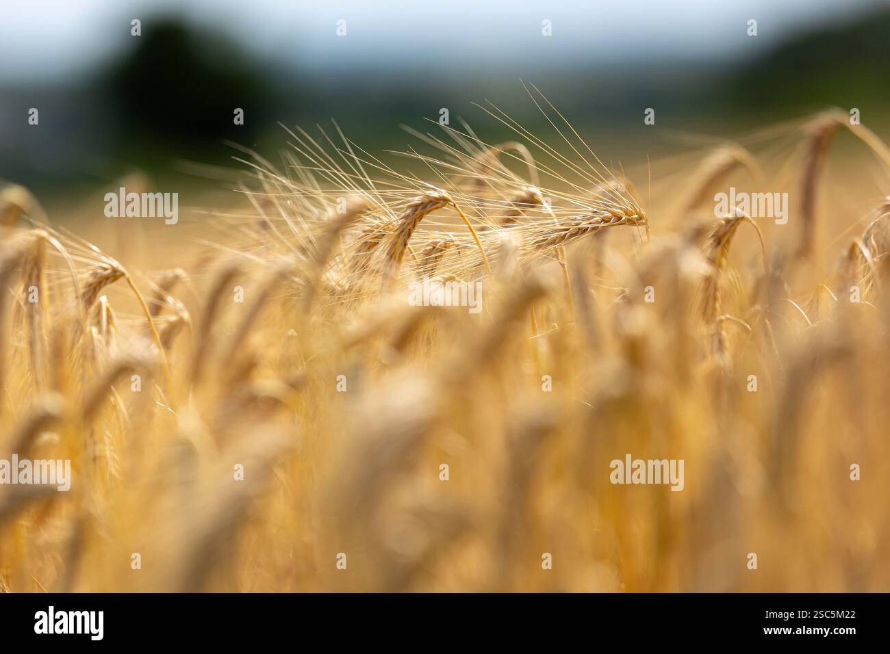 Gros plan des épis d'orge dorée avec un premier plan et un arrière-plan flous. Paysage rural de la nature des pointes de mûrissement de l'orge. Banque D'Images