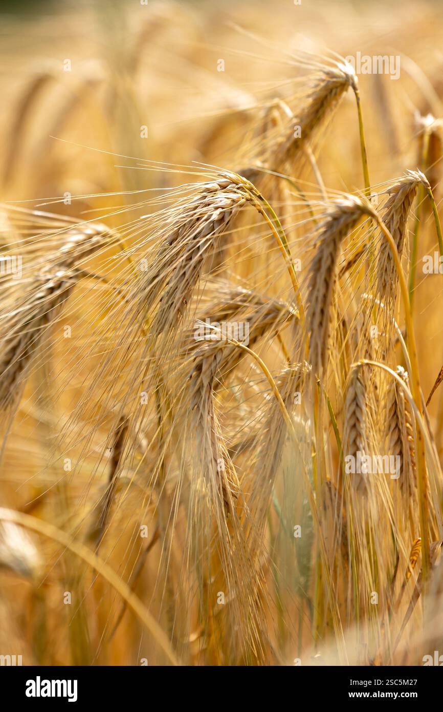 Gros plan des épis d'orge dorée avec un premier plan et un arrière-plan flous. Paysage rural de la nature des pointes de mûrissement de l'orge. Banque D'Images