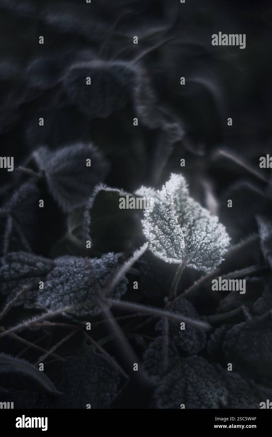 Frozen Leaf avec motifs Hoarfrost sur un fond sombre, soulignant la beauté de la nature hivernale. Mise au point sélective, lueur et flou. Banque D'Images