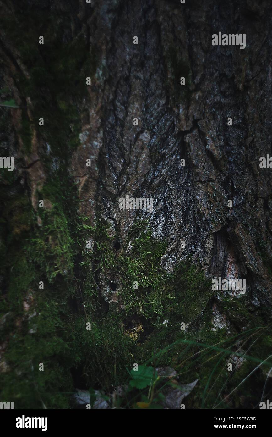 Écorce d'arbre sombre avec mousse, mise au point sélective et bruit, style sombre Banque D'Images