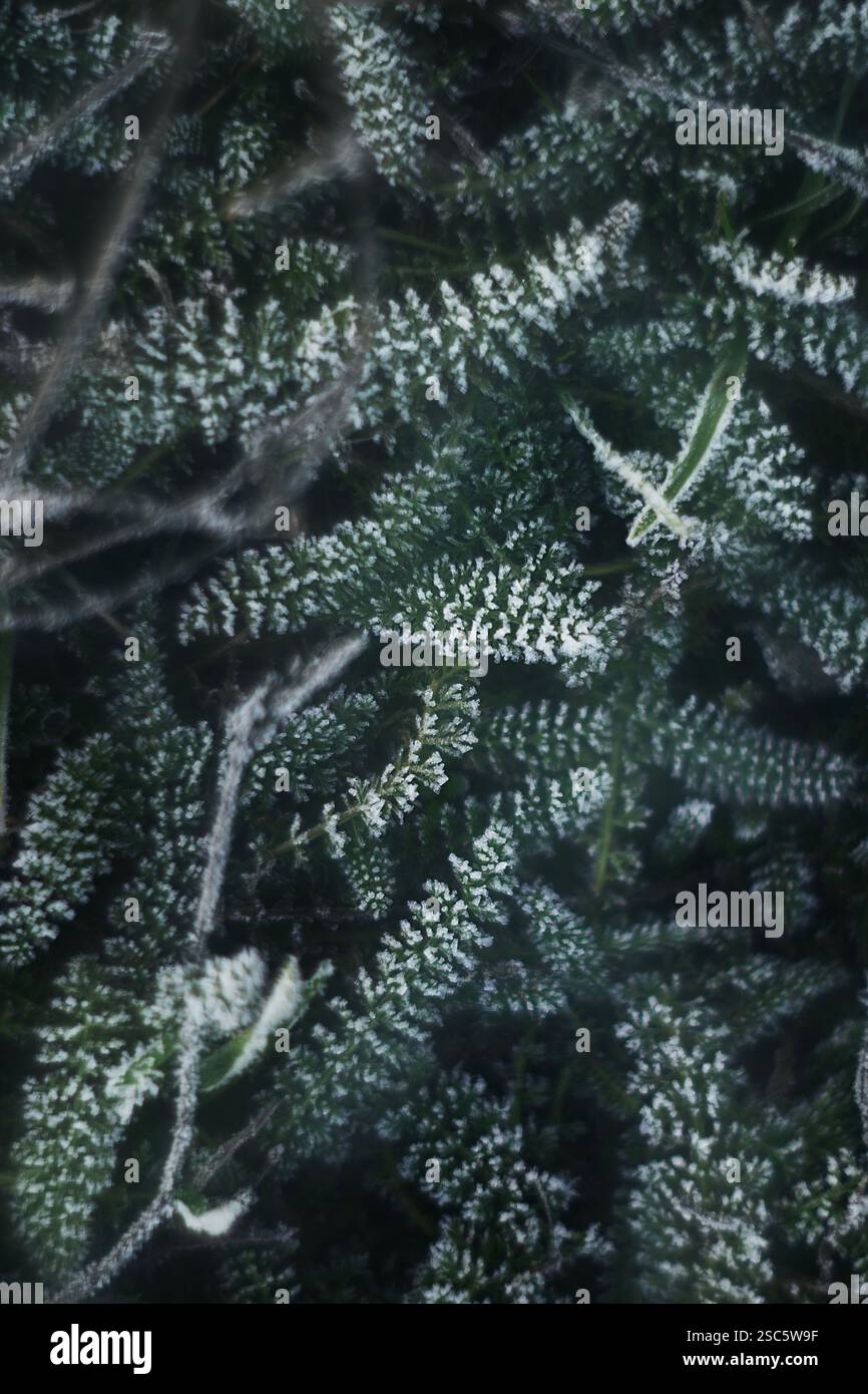 Herbe couverte de givre, ressemblant à un arbre de Noël moelleux, macro, vue de dessus et mise au point sélective. Banque D'Images