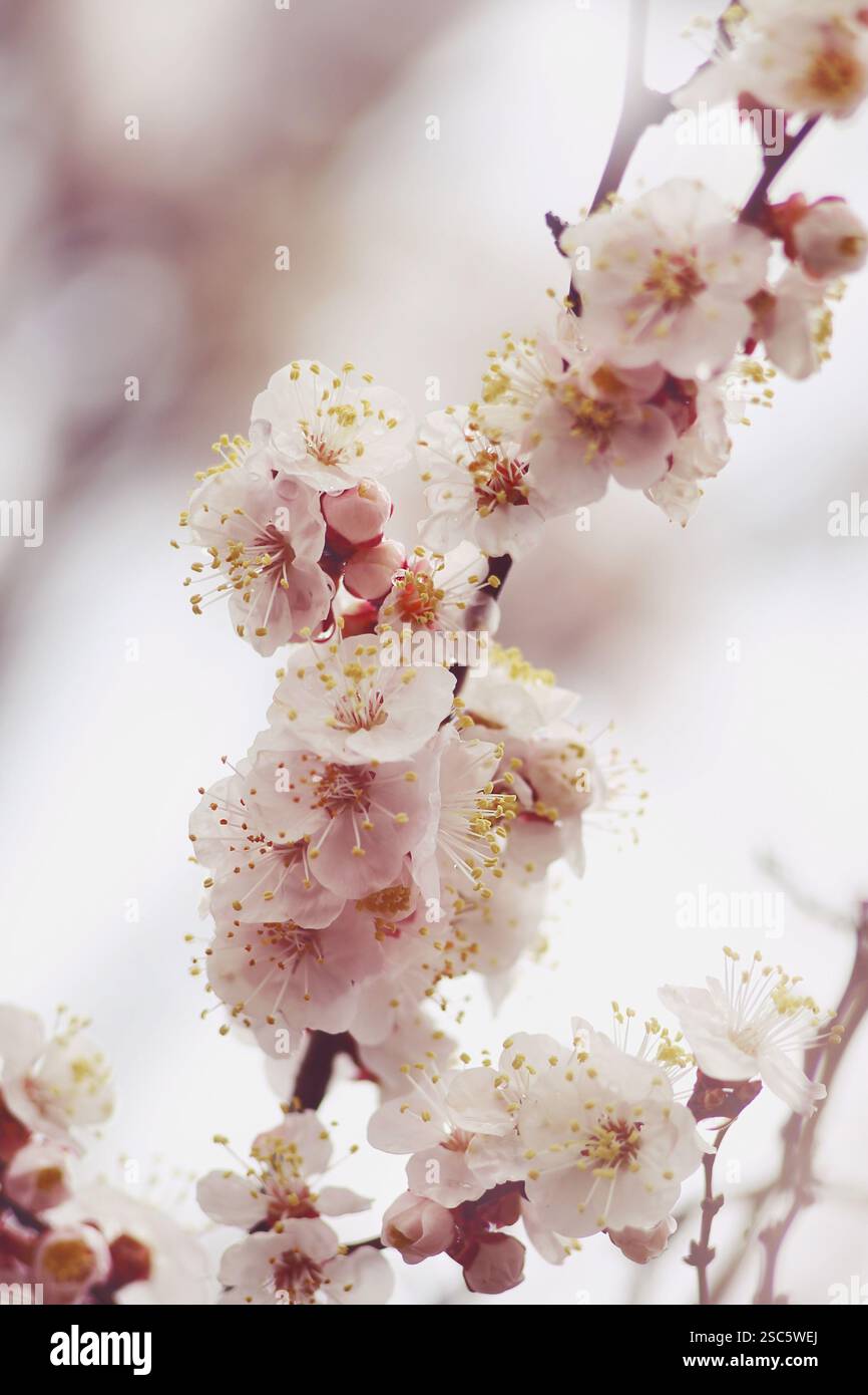 Branche d'abricot florissante au printemps, dans des tons roses et blancs, macro, soft focus Banque D'Images