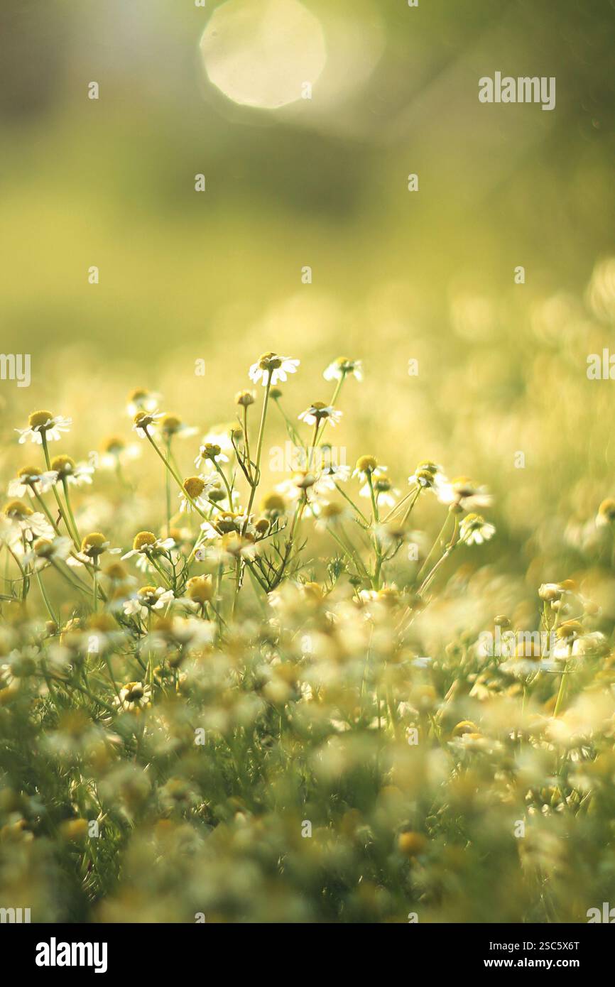 Camomille en lumière du soleil, flou, tons chauds d'été. Mise au point sélective, bokeh Banque D'Images