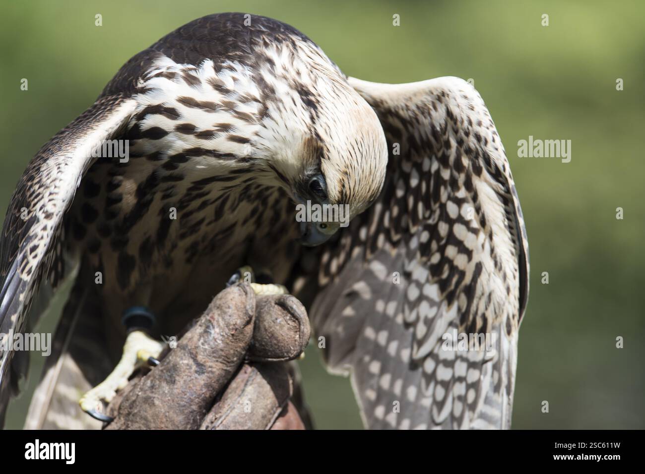 Une photo d'un beau faucon Banque D'Images
