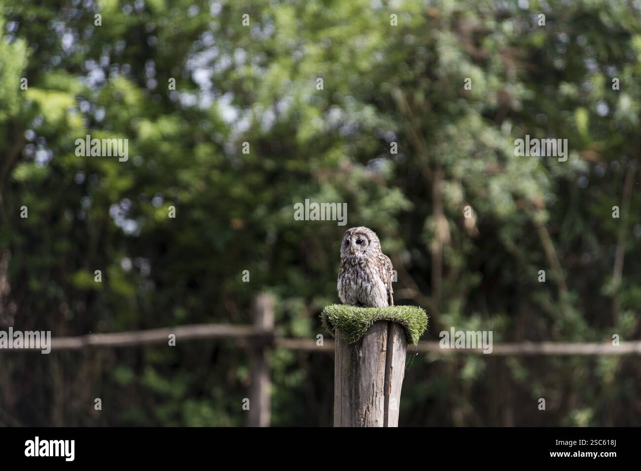 Une photo d'un beau hibou sur un arbre Banque D'Images