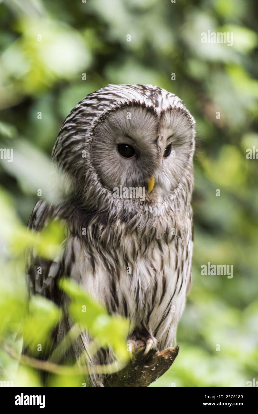 Une photo d'un beau hibou sur un arbre Banque D'Images