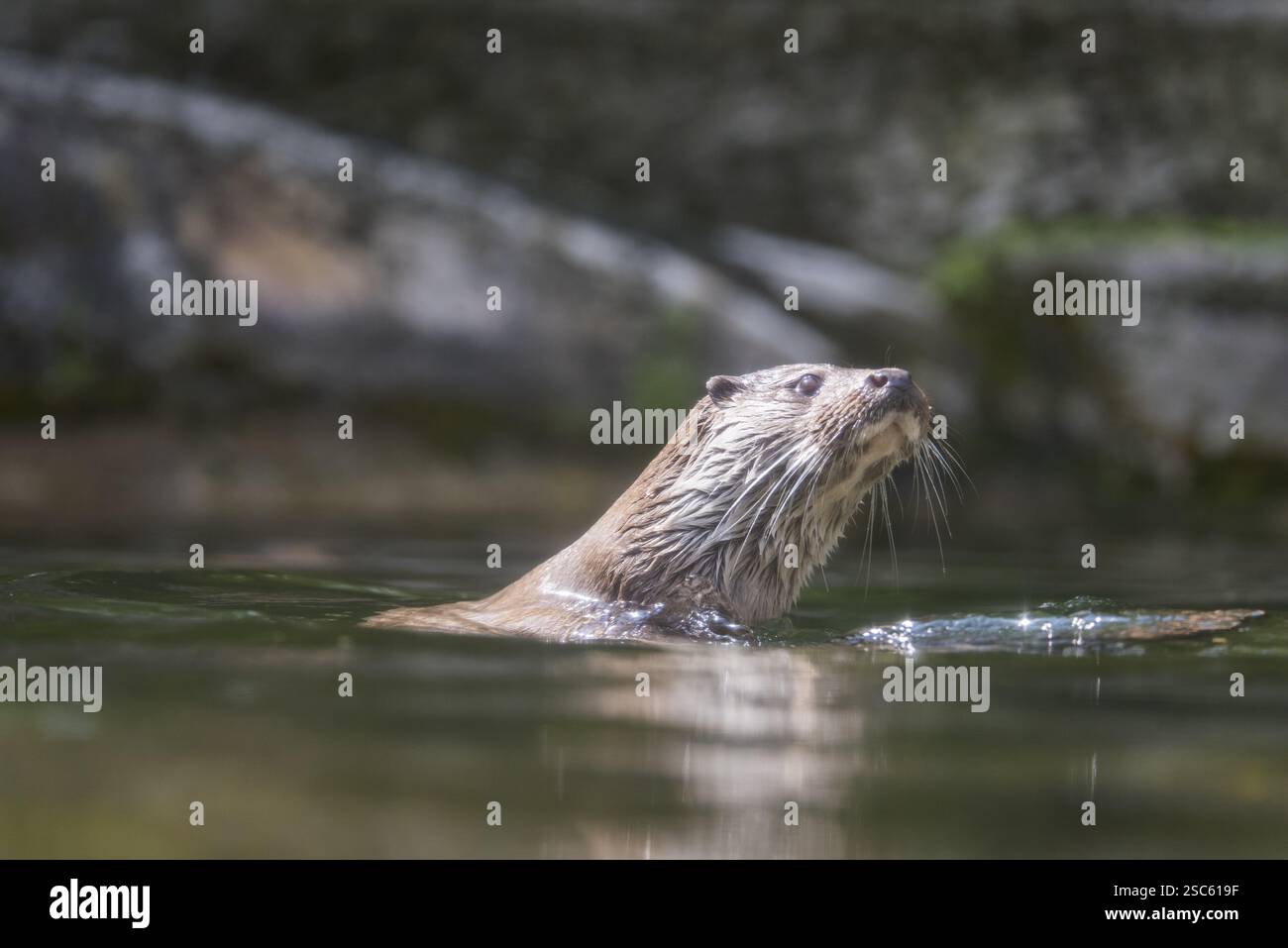 Une photo d'une loutre mignonne dans l'eau Banque D'Images
