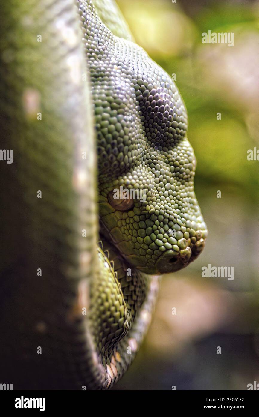 Une image d'un serpent dangereux sur un arbre Banque D'Images