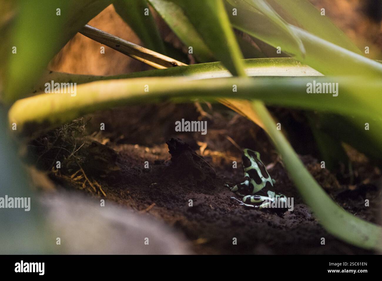 Une photo d'une belle grenouille bleue et noire Banque D'Images