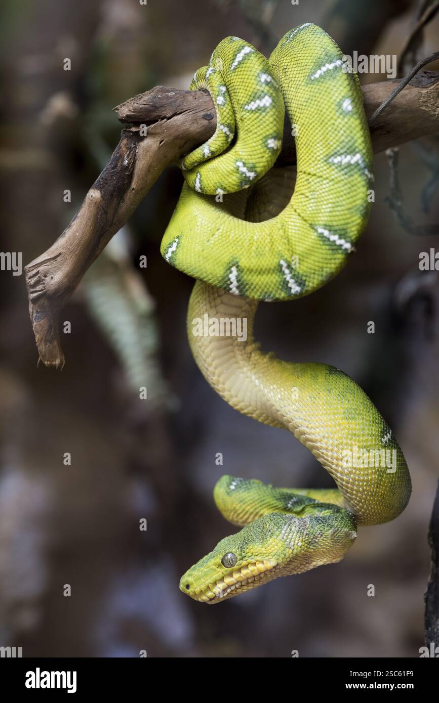 Une image d'un serpent dangereux sur un arbre Banque D'Images