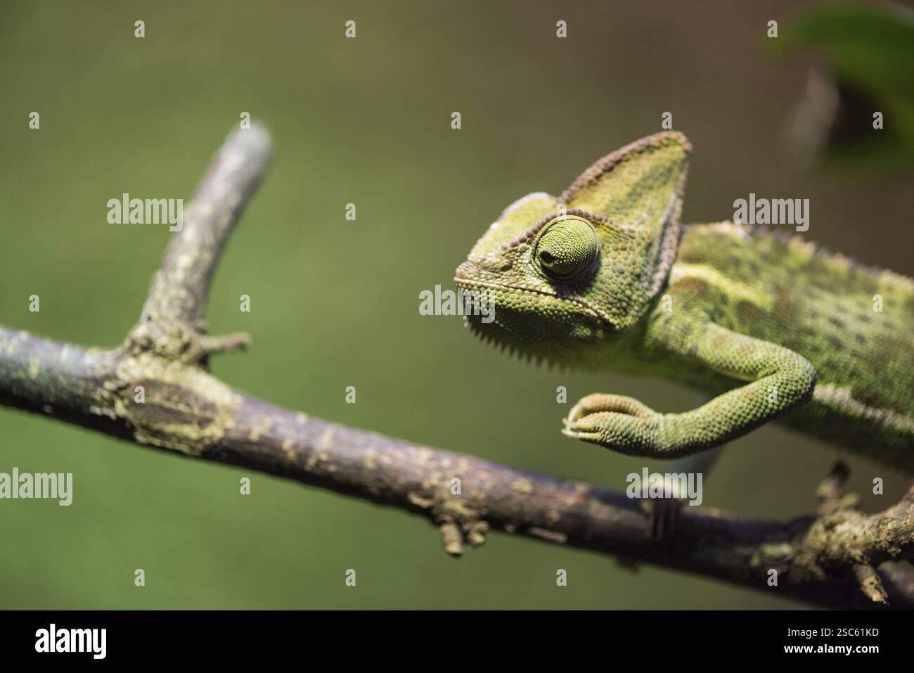 Une photo d'un caméléon vert Banque D'Images