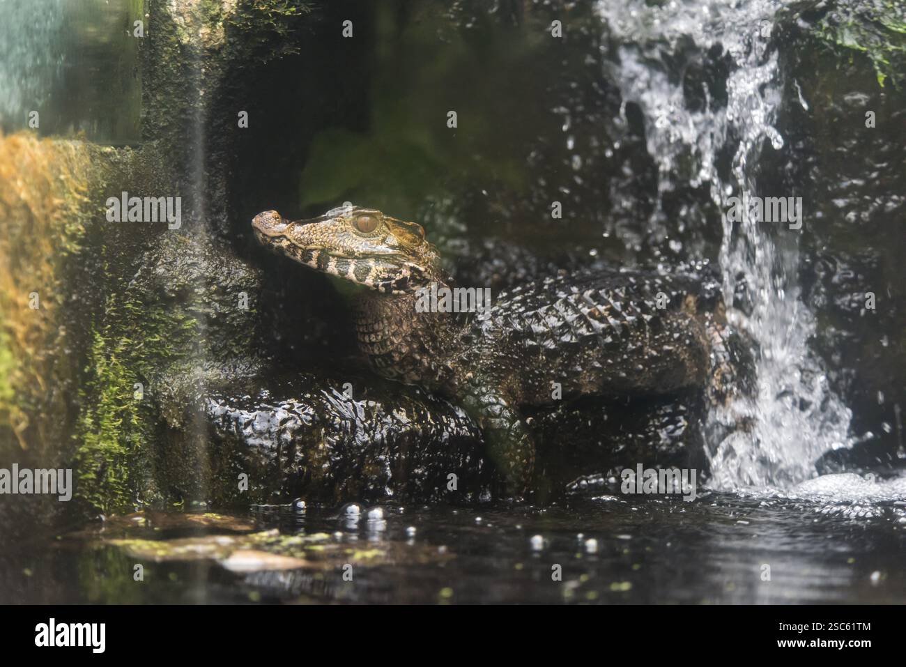 Une photo d'un dangereux crocodile Banque D'Images