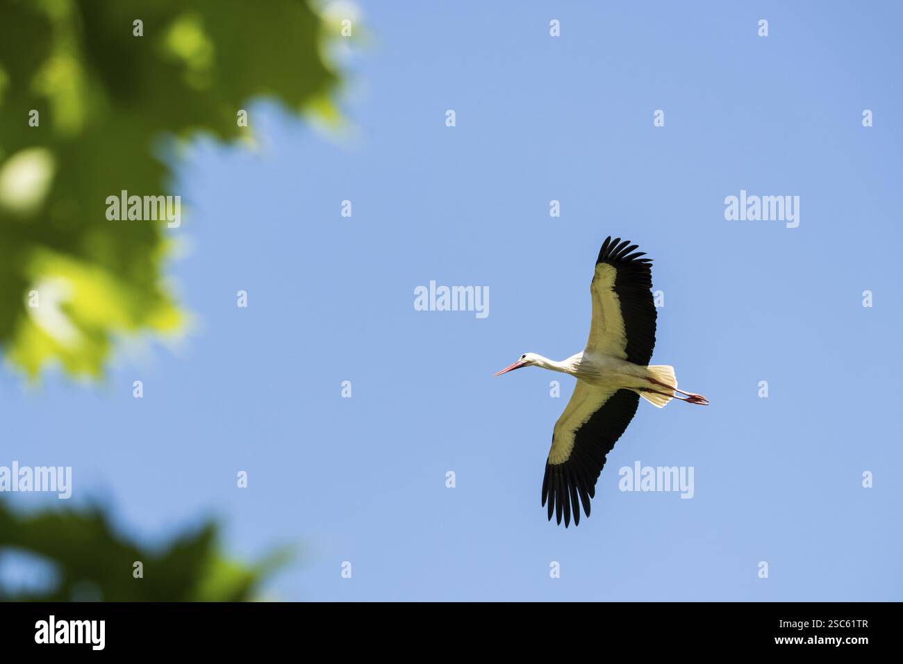 Une image d'une belle cigogne Banque D'Images