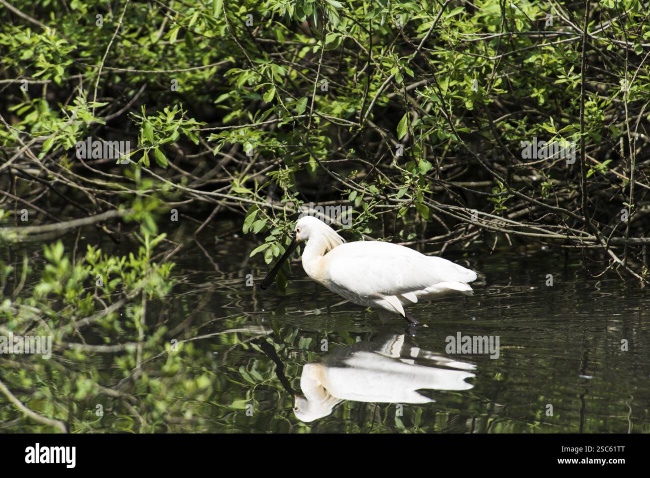 Une image d'une belle spatule blanche platalea Banque D'Images