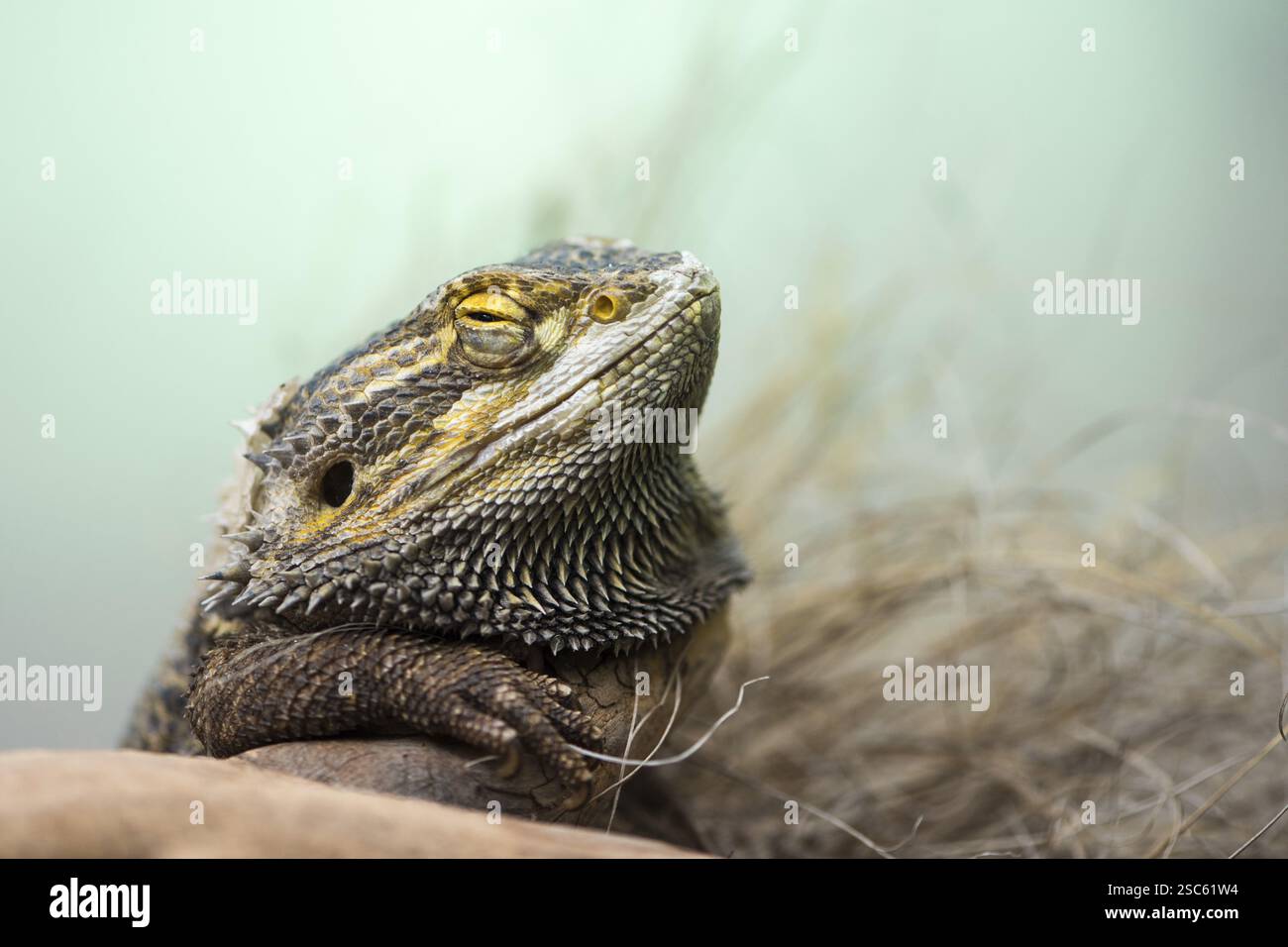 Une photo d'une pogona pendant le sommeil Banque D'Images
